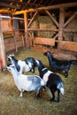 Farm Goats Inside a Barn