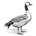 Farm goose hand drawn sketch Vector illustration