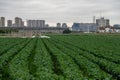 The farm is a green vegetable field produced by industrialization, with neat rows of vegetables Royalty Free Stock Photo