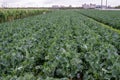 The farm is a green vegetable field produced by industrialization, with neat rows of vegetables