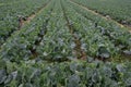 The farm is a green vegetable field produced by industrialization, with neat rows of vegetables