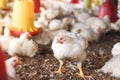 Farm for growing broiler chickens