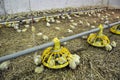 Farm for growing broiler chickens_12