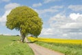 Farm growing oil seed rape. Royalty Free Stock Photo