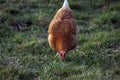 Farm Happy Chickens in the Willow Royalty Free Stock Photo