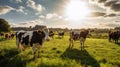 farm happy cows