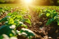 Farm harvest green field. Outdoor nature plant vegetable organic eco product.AI Generative. Royalty Free Stock Photo