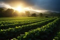 Farm harvest green field. Outdoor nature plant vegetable organic eco product.AI Generative. Royalty Free Stock Photo