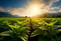 Farm harvest green field. Outdoor nature plant vegetable organic eco product.AI Generative. Royalty Free Stock Photo