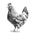 Farm hen chicken sketch hand drawn in engraved style sketch Royalty Free Stock Photo