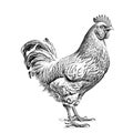 Farm hen chicken vintage sketch hand drawn illustration. Royalty Free Stock Photo