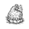 Farm hen on the nest, vector sketch. Chicken with eggs.