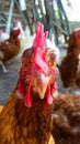 On a farm. Hen standing in dirty hen house on sunny day Royalty Free Stock Photo