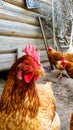 On a farm. Hen standing in dirty hen house on sunny day Royalty Free Stock Photo