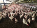 Farm of hens and roosters destined to the production of fertilized eggs to give broilers