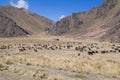 Farm and herd of Llamas and Alpacas in Andes Mountains, Peru