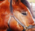 Farm horse close up