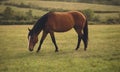 Farm. A horse grazes against the background of fields and vegetation