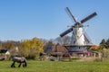 Farm with a horse grazing on green pasture with a Dutch windmill in the background Royalty Free Stock Photo