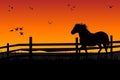 Farm horse grazing at meadow behind wooden fence. Sunset evening scene on ranch.