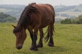 paard in de weide Royalty Free Stock Photo