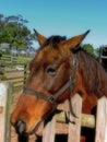 Farm Horse Royalty Free Stock Photo