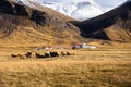 Farm with Horses in a Field in a Mountain Landscape in Iceland Royalty Free Stock Photo