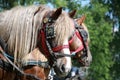 Farm horses fitted with beautiful handmade harness against green Royalty Free Stock Photo