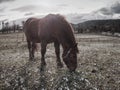 Farm horses on a muddy meadow