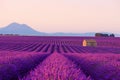 Farm house in beautiful blooming lavender field