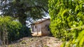 Farm house, coffee plantation tree and simple farm life