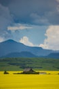 Farm house in field of canola Royalty Free Stock Photo