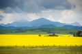 Farm house in field of canola Royalty Free Stock Photo