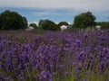 Farm house in a lavender field