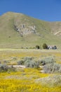 A farm house surrounded by spring yellow flowers, desert gold and various flowers in the Carrizo National Monument, Southern Calif