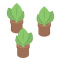 Farm houseplants icon, isometric style