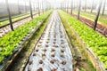 Farm of Hydroponic Plantation