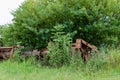 Farm implements Royalty Free Stock Photo