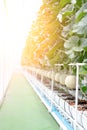 Farm is Japanese Melon Plants in Greenhouse. Line of Green Melon plant Growing in Organic Garden Royalty Free Stock Photo