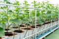 Farm is Japanese Melon Plants in Greenhouse. Line of Green Melon plant Growing in Organic Garden Royalty Free Stock Photo