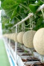 Farm is Japanese Melon Plants in Greenhouse. Line of Green Melon plant Growing in Organic Garden Royalty Free Stock Photo