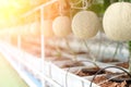 Farm is Japanese Melon Plants in Greenhouse. Line of Green Melon plant Growing in Organic Garden Royalty Free Stock Photo