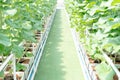 Farm is Japanese Melon Plants in Greenhouse. Line of Green Melon plant Growing in Organic Garden Royalty Free Stock Photo