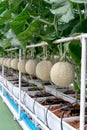 Farm is Japanese Melon Plants in Greenhouse. Line of Green Melon plant Growing in Organic Garden Royalty Free Stock Photo