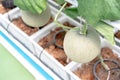 Farm is Japanese Melon Plants in Greenhouse. Line of Green Melon plant Growing in Organic Garden Royalty Free Stock Photo