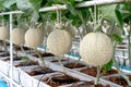 Farm is Japanese Melon Plants in Greenhouse. Line of Green Melon plant Growing in Organic Garden