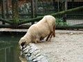 The Farm or Kmetija - Zoo Ljubljana Zivalski vrt Ljubljana, Slovenia Slovenija