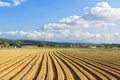 Farm land at day light with vanishing point of view of crop rows in a agricultural field. Agriculture background and cloudy