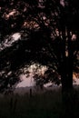 Morning Fog and Pink Sunrise behind Silhouette Tree Royalty Free Stock Photo