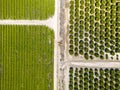 Farm lands, vineyards and Olive plantation in rural California, near Bakersfield.Top down view Royalty Free Stock Photo